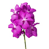 Orhidee Vanda